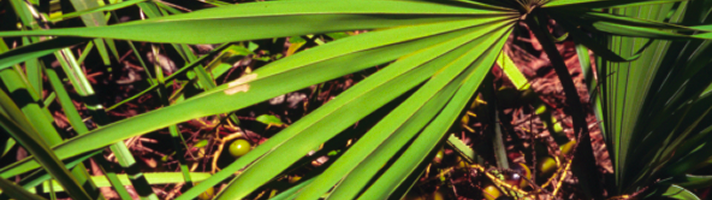 Saw Palmetto